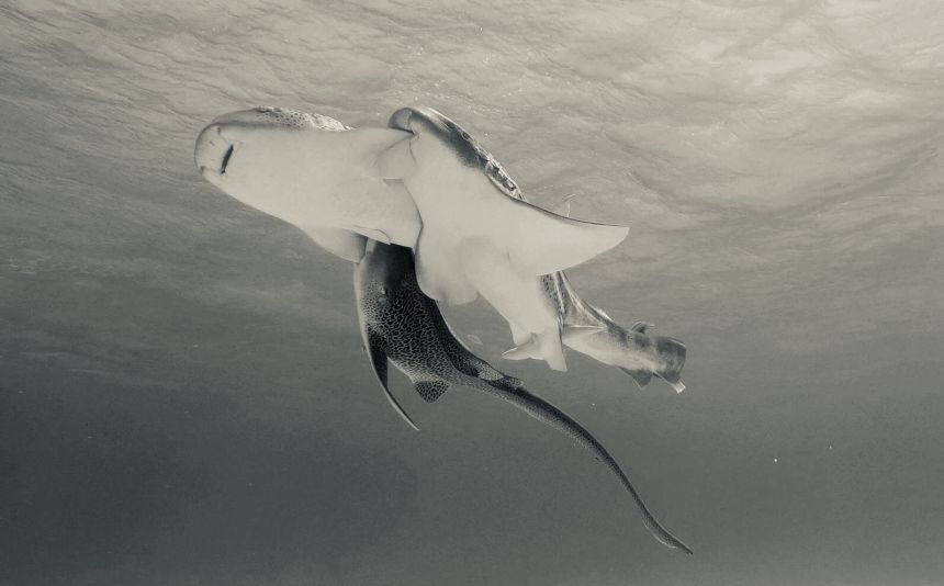 A still from the video recorded by Lassauce