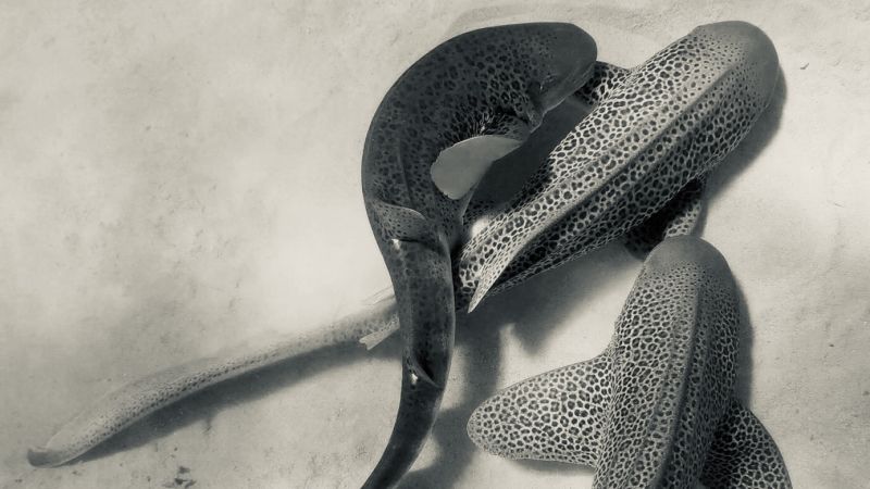 First ever recording of leopard sharks mating in the wild reveals ‘threesome’