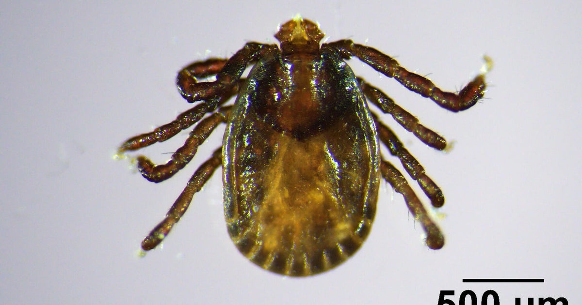 The invasive Asian longhorned tick has been spotted in a new part of the U.S. Here's what to know.