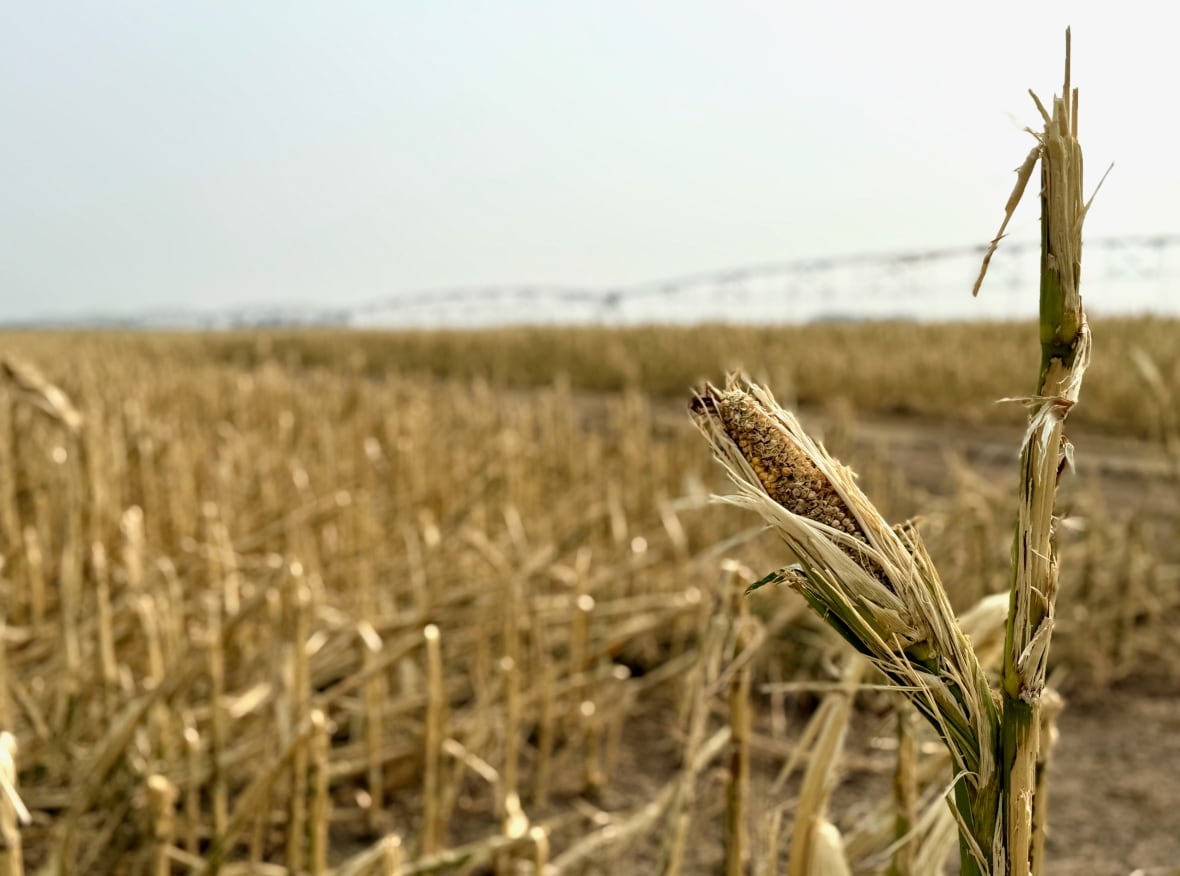 A smashed and dried cob of corn is shown in front of a corn field cut down by hail on Aug. 20. 
