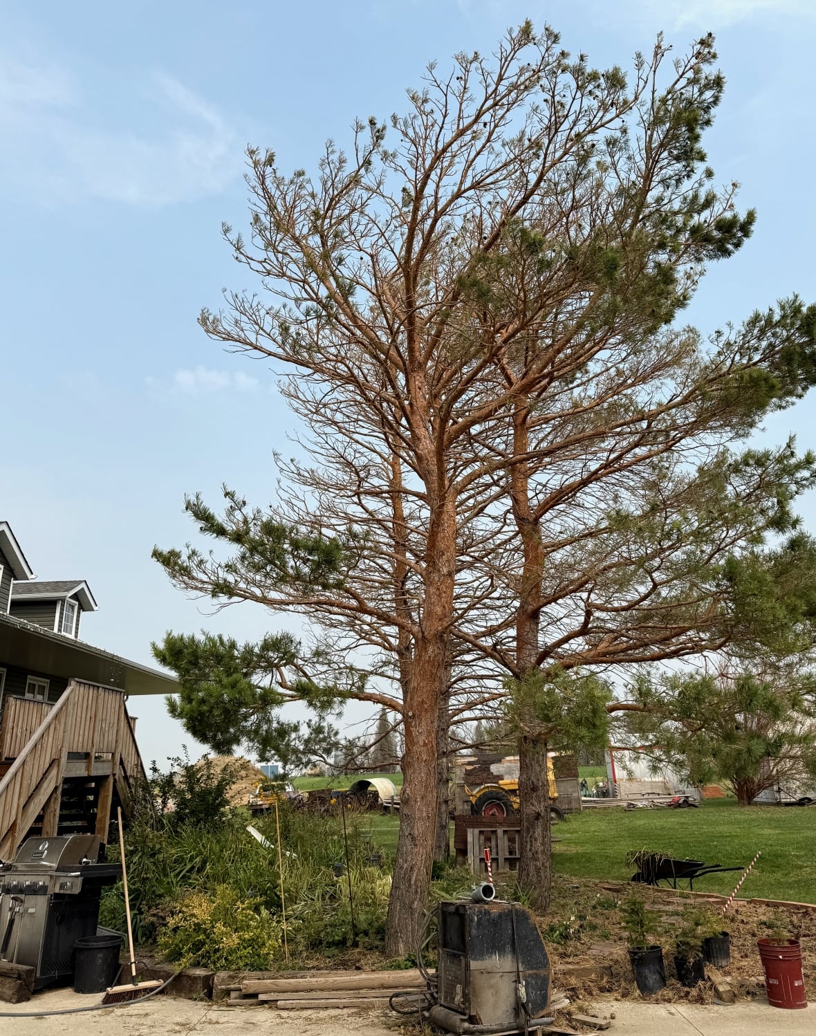 A damaged tree sits at an acreage near Brooks, Alta.