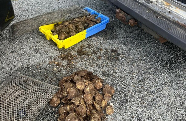 Group of people found illegally picking over 1,000 oysters in Co Kerry - The Journal