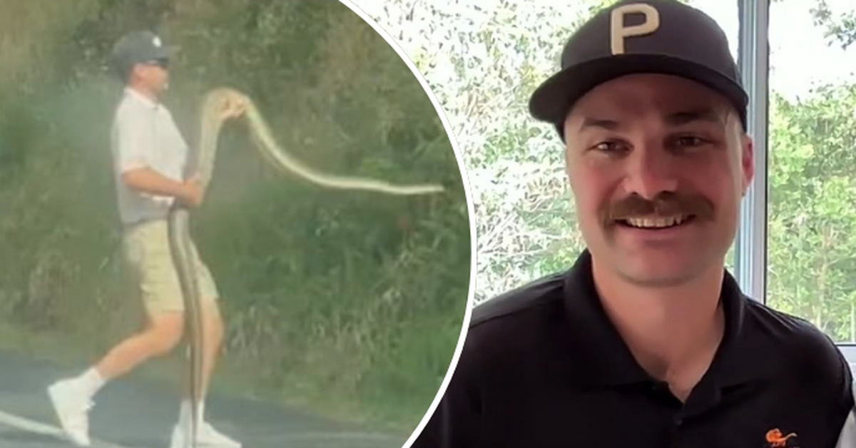Brave dad stops traffic to help massive python stuck on motorway