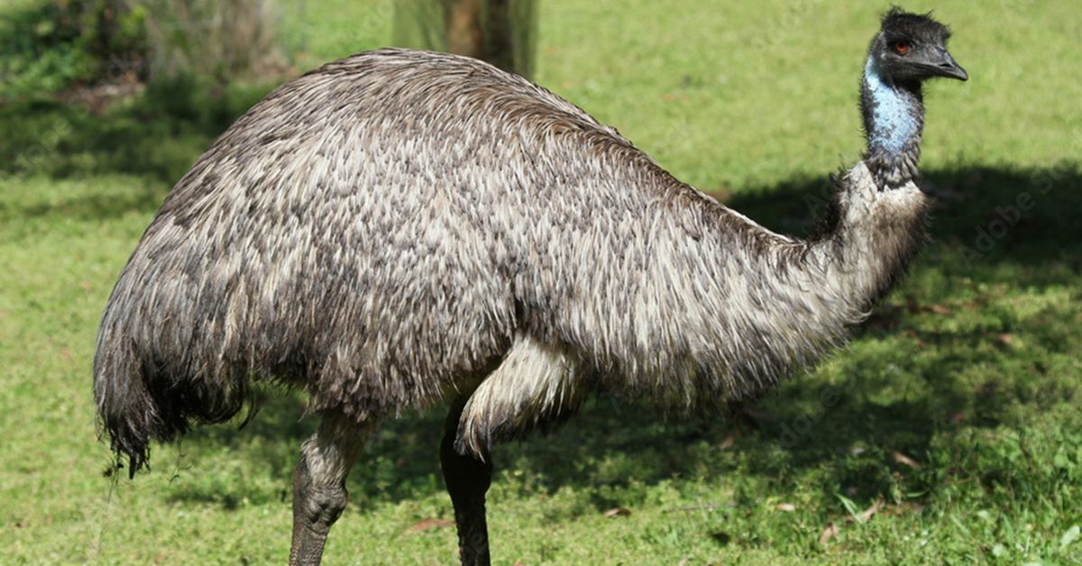 Cannonvale man shares his unusual emu-related plans for $2 million lotto win