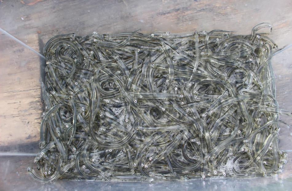 Police have responded to complaints of "anti-social" behaviour at Kairaki Beach, near Kaiapoi,...