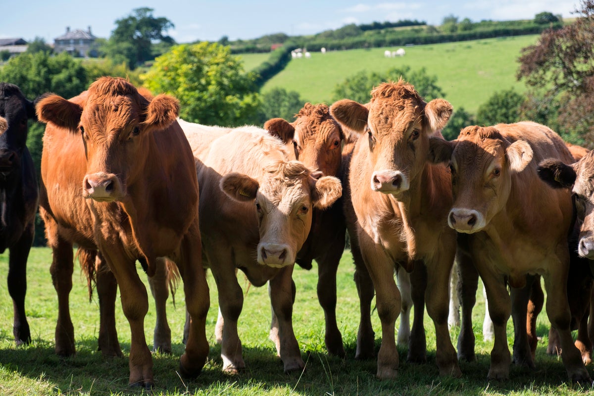 Elderly hiker dies after being trampled by cows in Austrian Alps