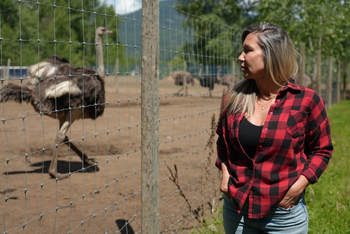 A woman in plaid watches ostriches.