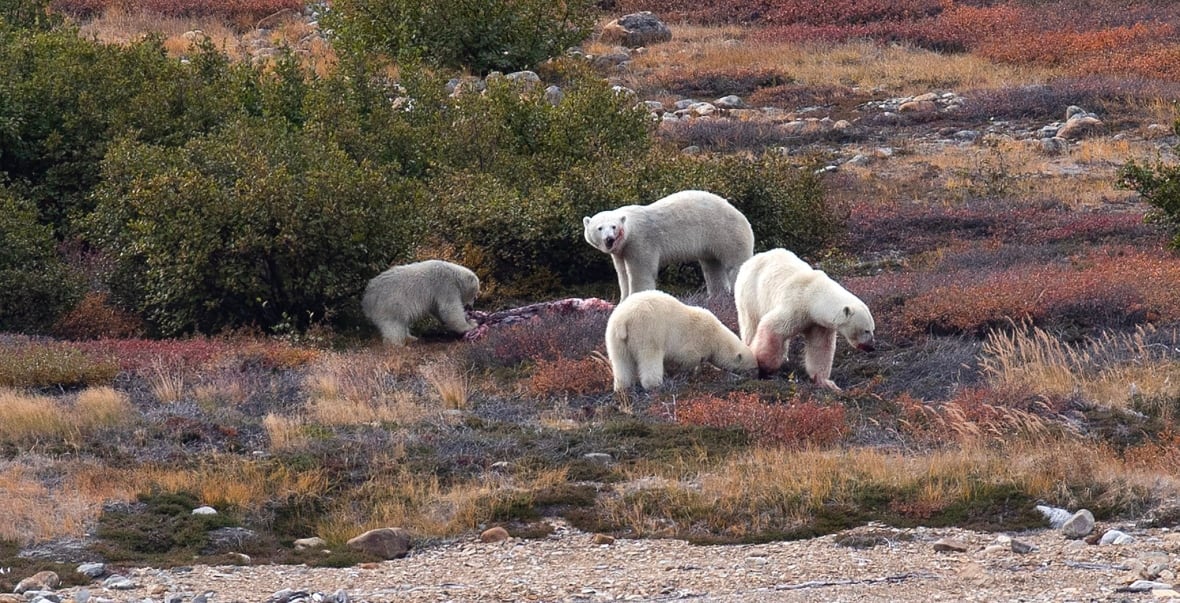 Two pairs of mother and polar bear cubs share a seal carcass. 