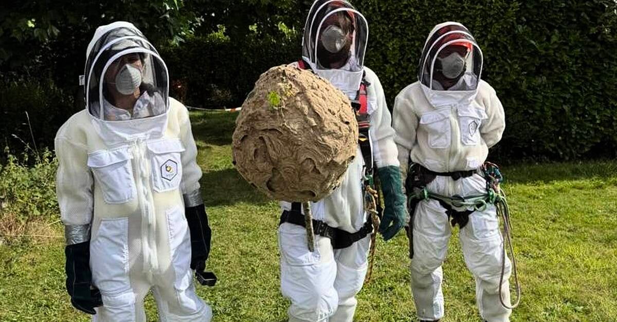 Nest of invasive Asian hornets ‘safely removed’ in first for Ireland