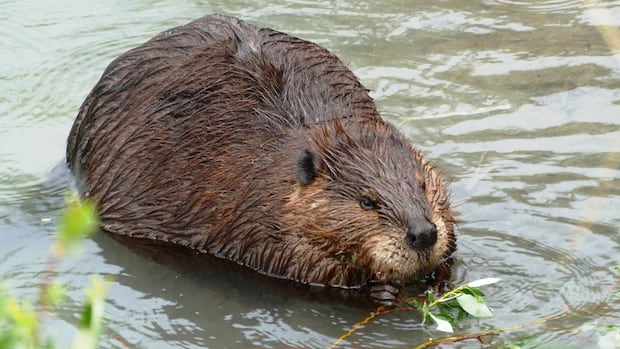 How beavers could help fight wildfires