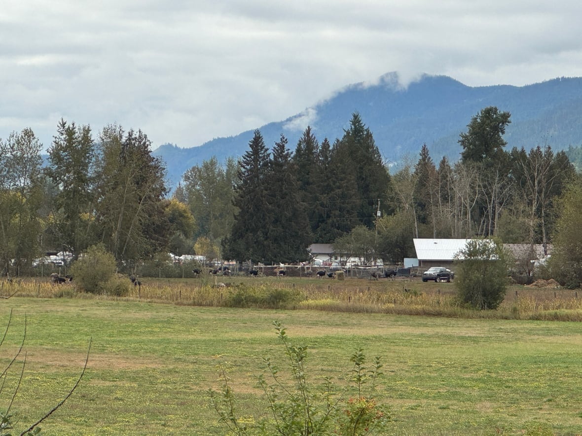 Ostriches mill about on a farm in the distance
