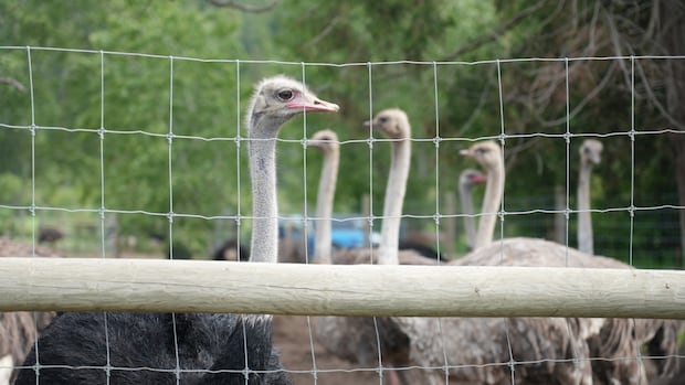 Court of Appeal rejects B.C. ostrich farm's latest bid to delay cull of birds due to avian flu