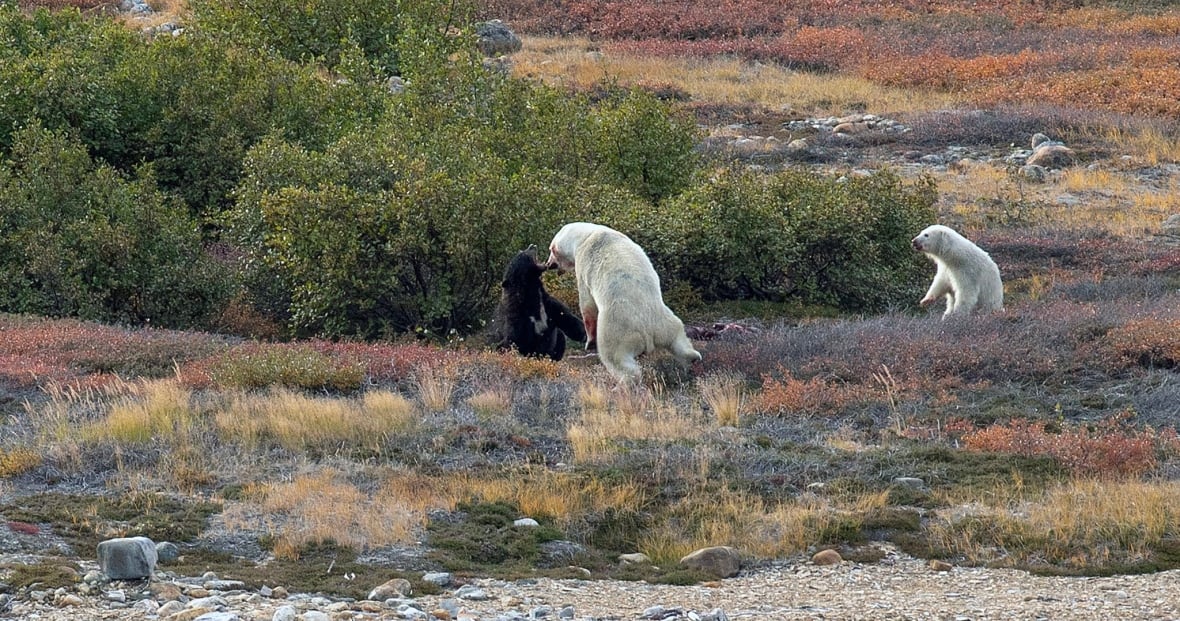 A rare encounter between a polar bear and a black bear was captured in the Torngat Mountains earlier this week. 