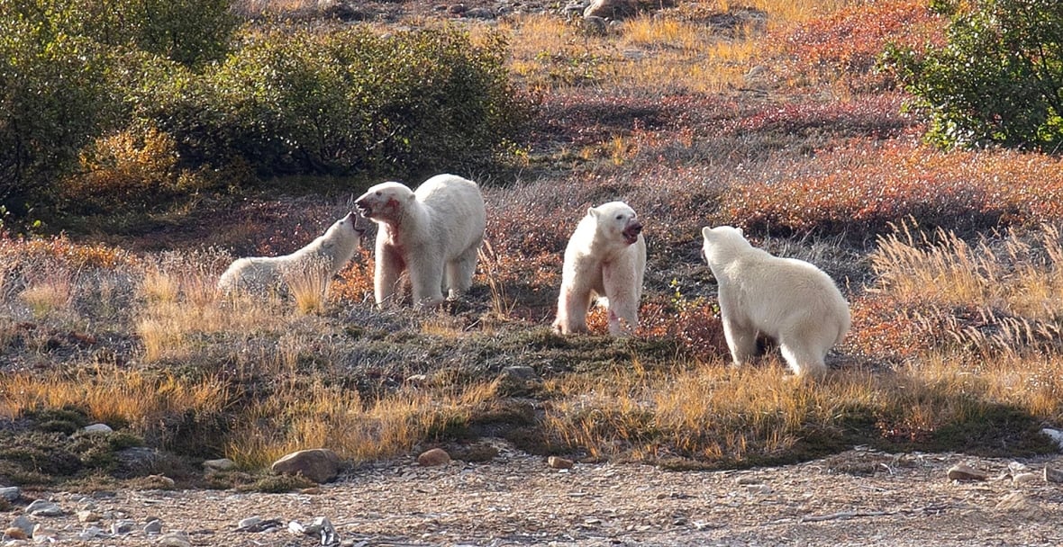 The polar bears were eating well that day in the Torngat Mountains. 