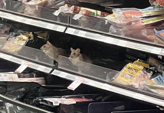 Rats! Supermarket facing $200k fine over infestation