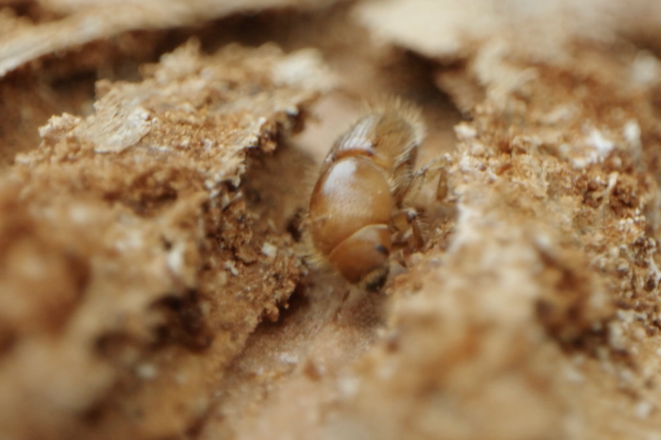 War against tree beetle sees eradications around England
