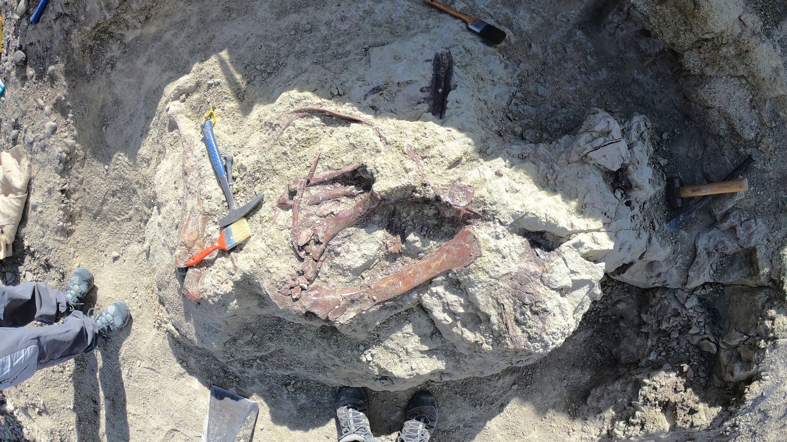 The bones of the newly-discovered dinosaur in Chubut, Argentina. Pic: Marcelo Luna via AP