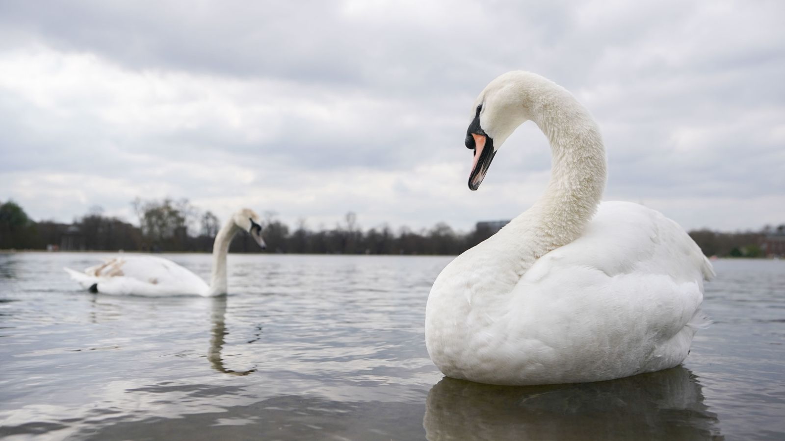 Swans in the Serpentine in Hyde Park, London. Pic: PA