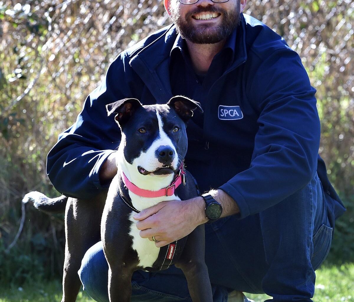 Fudge still looking for forever home