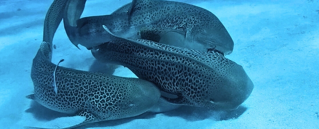 Leopard Shark 'Three-Way' Caught on Tape in a Scientific First : ScienceAlert