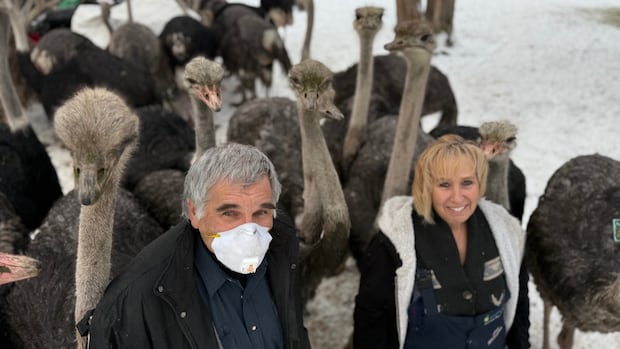 B.C. ostrich farm wins interim stay of order to cull birds over bird flu