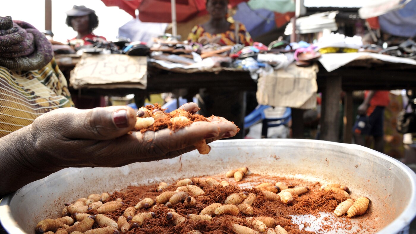 Congo’s protein-packed delicacy : NPR