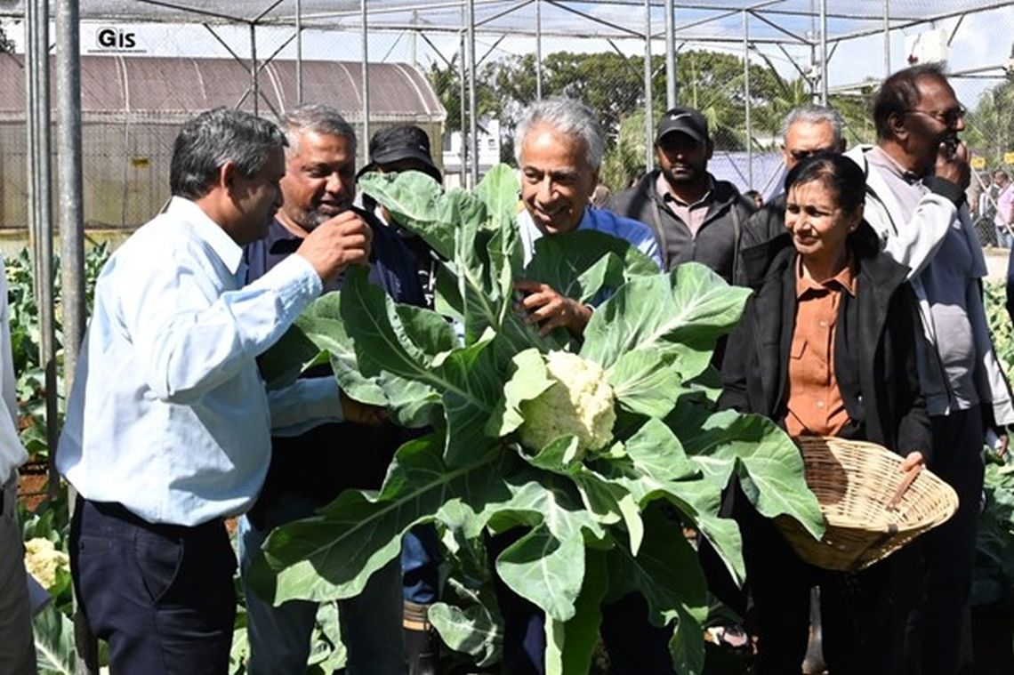 Local Cream variety of cauliflower