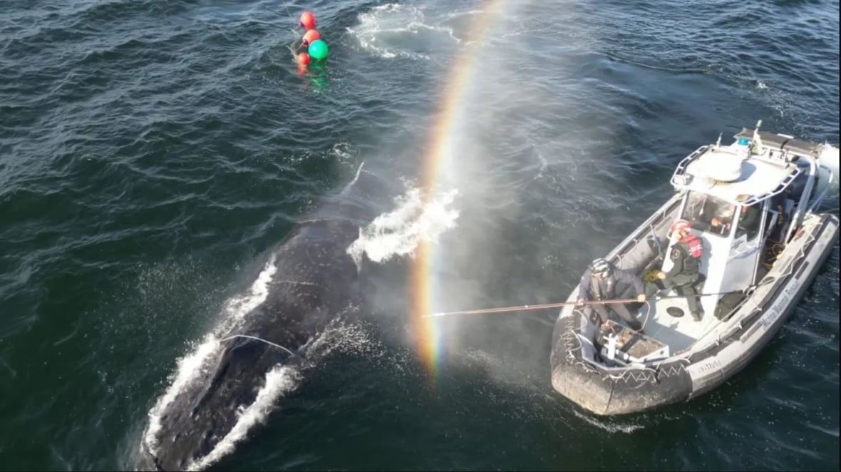Rescue crews work from a small boat to cut ropes off an entangled whale as a rainbow forms in the spray.