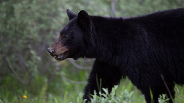 Couple injured in bear attack after it entered their home in Nipigon, Ont.