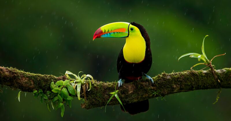 Road to COP30 — Five negotiation outcomes that could shape global finance – United Nations Environment – Finance Initiative