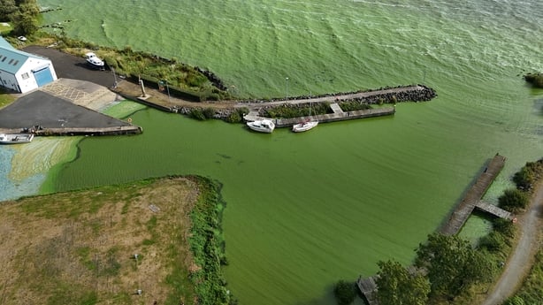 A picture of blue-green algae at Battery Harbour on Lough Neagh near Cookstown in Co Tyrone
