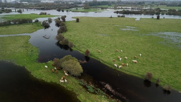 Farmers along the Shannon Callows say their livelihoods are being destroyed by rising water levels in the area