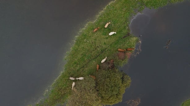 Farmers along the Shannon Callows say their livelihoods are being destroyed by rising water levels in the area