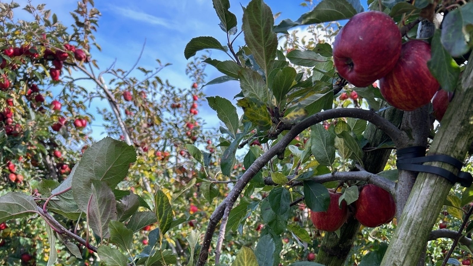 Louth apple growers bet big on domestic market