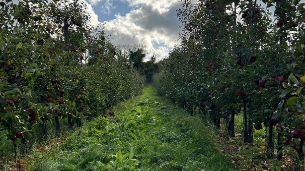 apple orchard with rows of trees