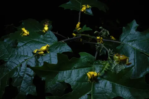 Quentin Martinez Lesser tree frogs gathered on broad dark green leaves at night, the background is pitch black.