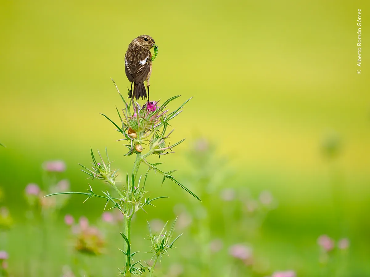 A european stonechat perched with prey in it's beak in a green field.