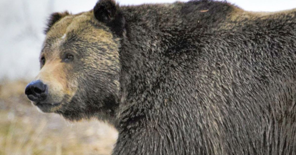 ‘Defensive’ grizzly bear with cubs attacks two hikers in Canada, officials say