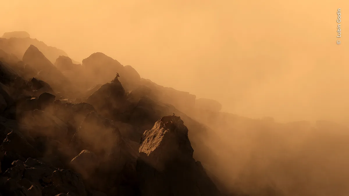 An Alpine ibex silhouetted in misty mountains with an orange hue.