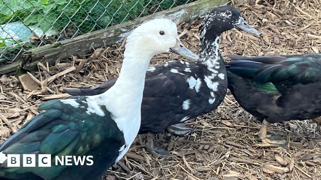Animal charity seeks homes for ducks rescued in Cornwall