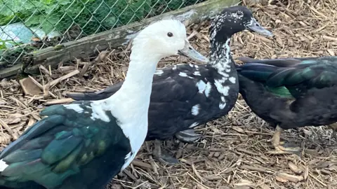 BBC Three ducks. The one on the right is walking out of the picture so only the back half of it can be seen. The one on the left has a white head and a green back and tummy. The middle duck is black with white spots. The one on the right is black and green. They are stood on wood chips.