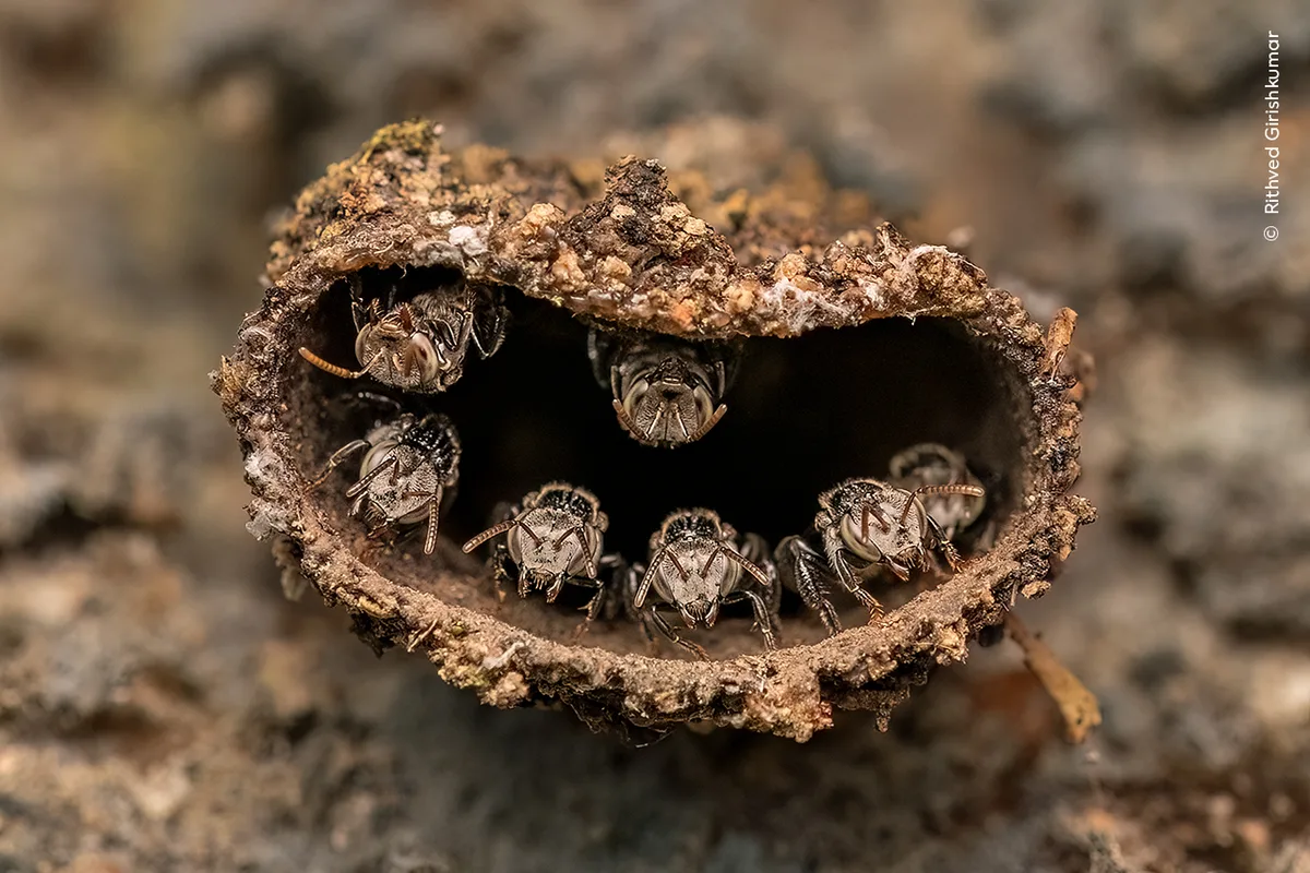 Stingless bees stand guard on the inside of it's nest. 