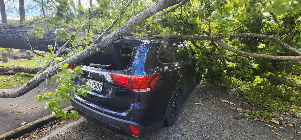 Wild weather topples trees and cuts power