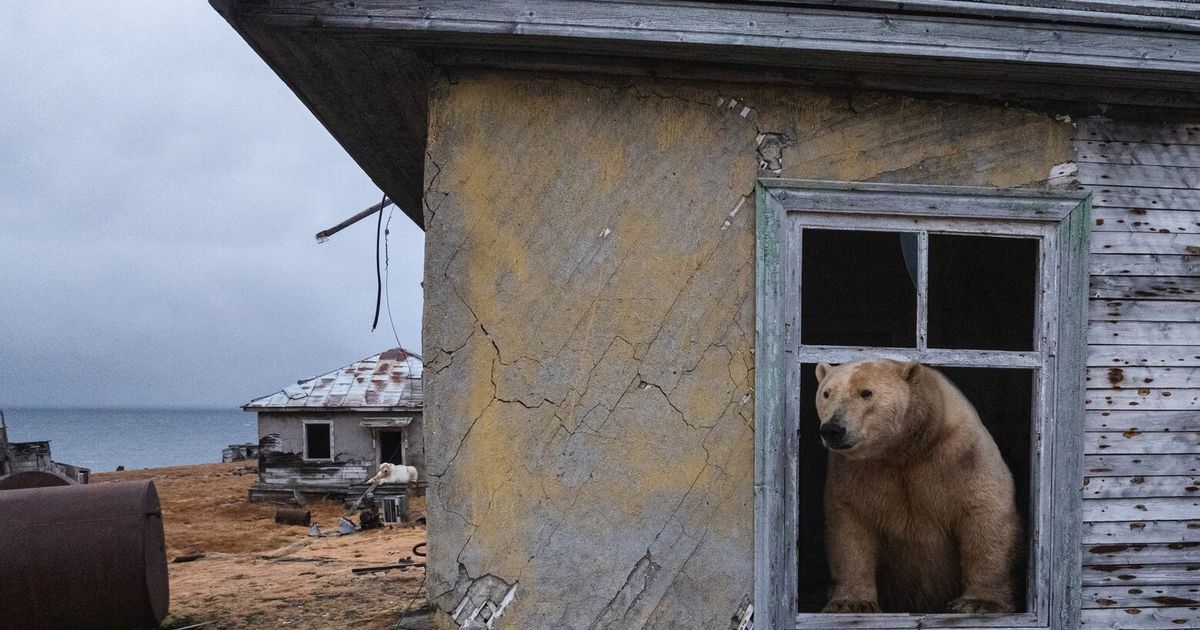 Photos show polar bears chilling at home in abandoned Russian research station