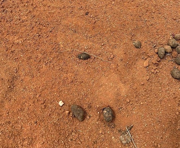 Police released an image of a solitary footprint in the dirt they believe may be Gus'