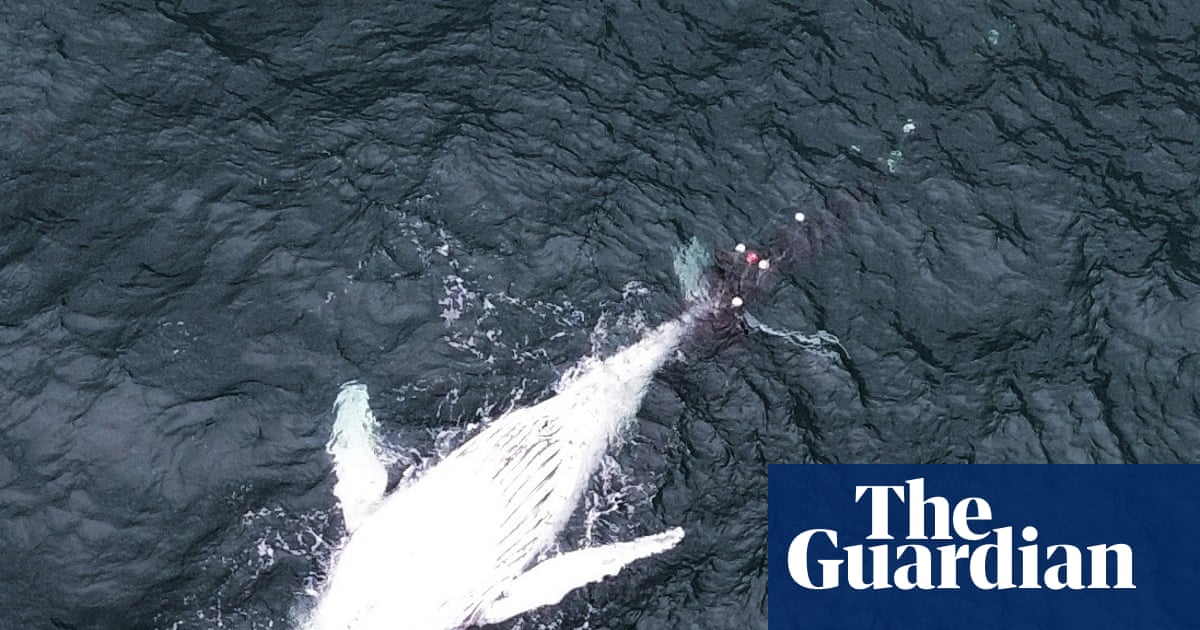 ‘Animal cruelty’: two-year-old humpback whale found dead in NSW shark net causes anger | Whales
