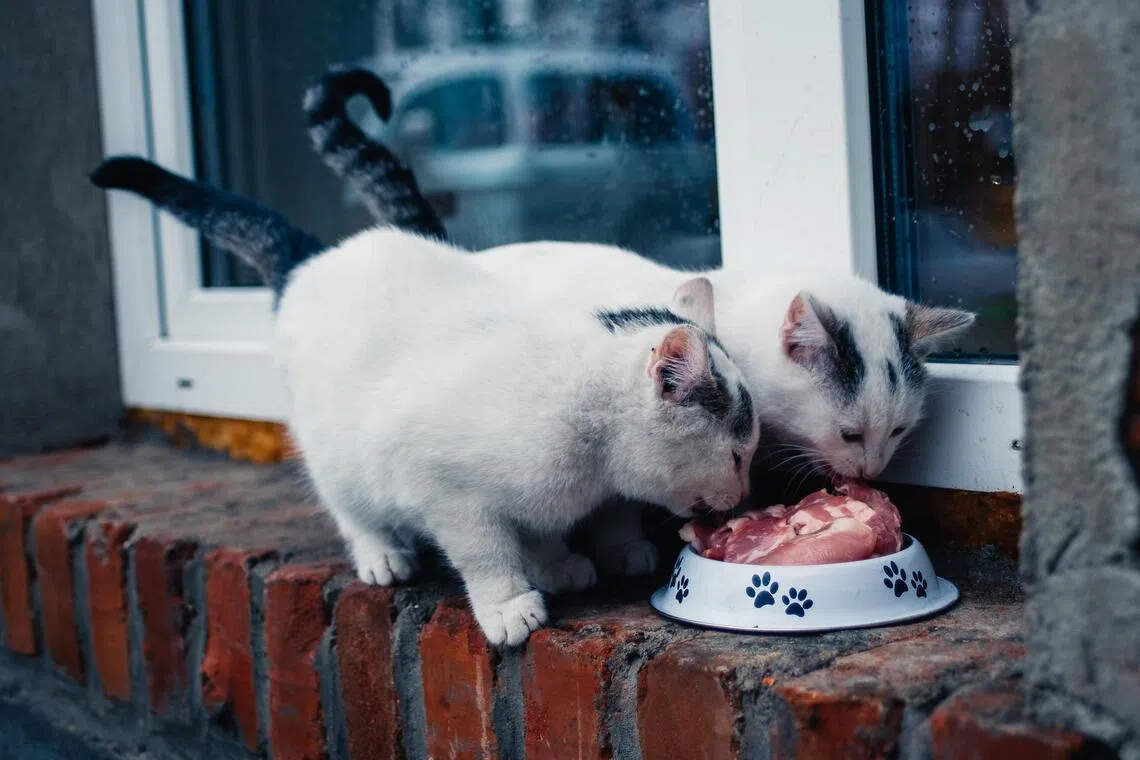 Commercial raw cat food may pose a considerable health risk to cats and the families who care for them.