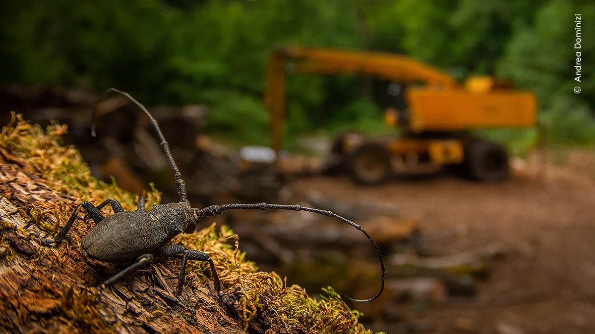 A longhorn beetle looking from its perch on the log at large machinery in the background.