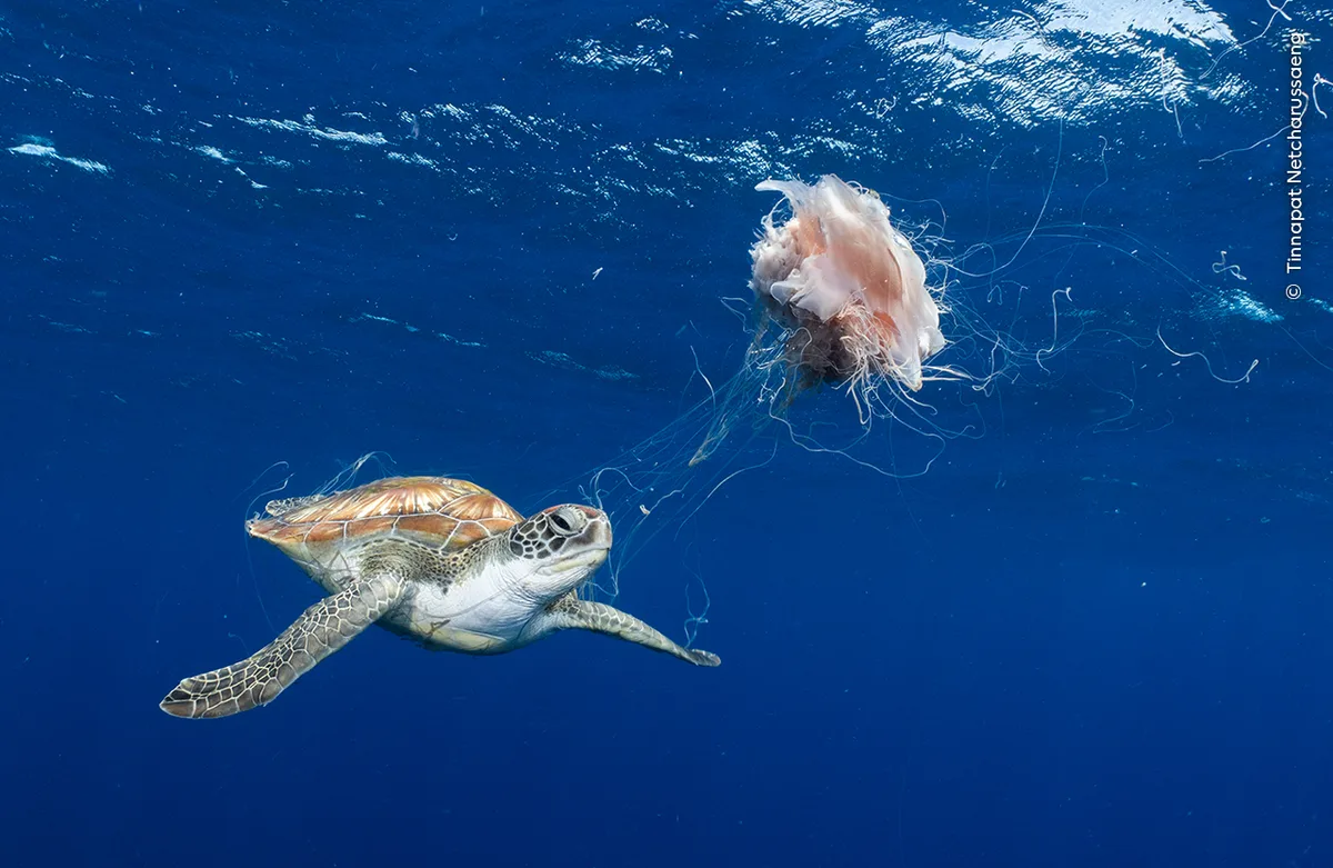 An underwater shot of a green sea turtle feasting on a jellyfish.