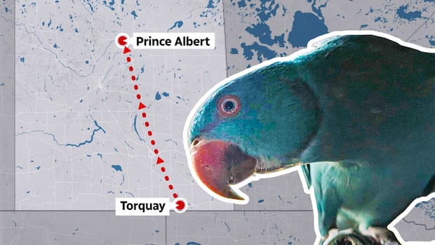 Escaped parrot that left family aflutter found 500 km from south Sask. home